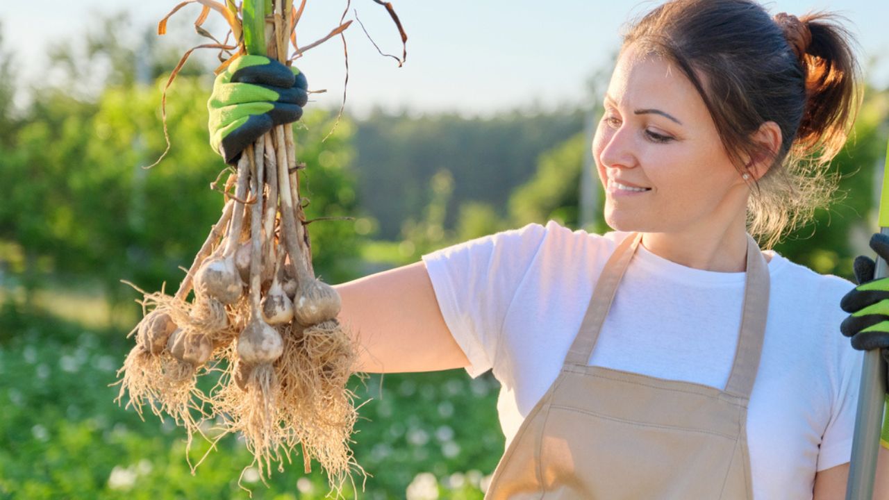 gardening woman holding garlic in her hands smiling