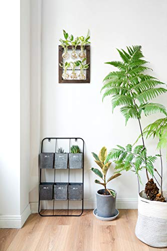 Mkono Double Layer Wall Hanging Glass Planter Propagate Station, Modern Novel Flower Bulb Vase Plant Terrarium with Retro Wooden Stand for Hydroponics Plants Home Garden Office Decor, 6 Bulb Vase