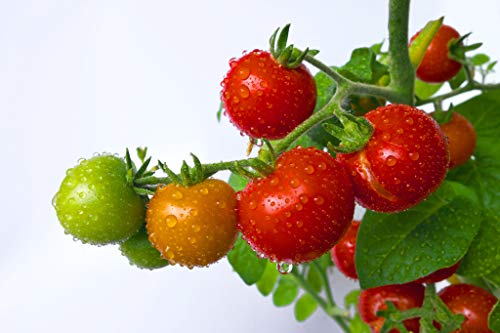 Tumbling Tom Red - Tomato Seeds