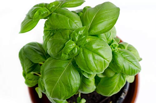 RDR Seeds 150 Sweet Basil Seeds- Genovese Basil, Genovese Ocimum Basilicum, Pesto Basil