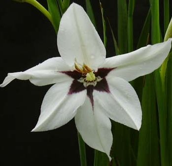 (5) Acidanthera Murielae Spectacular Flowering Peacock Orchid Lily Blooming Size Bulbs for Beautiful Flowers in Your Garden - sale