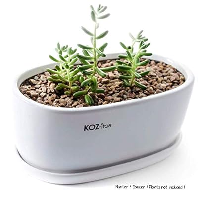 White ceramic oval planter with rosemary in it