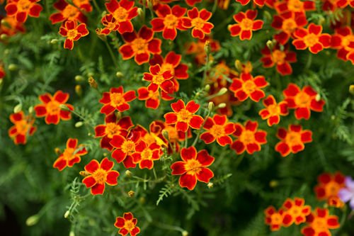 SIGNET MARIGOLD RED GEM PAPRICA Tagetes tenuifolia 450 seeds