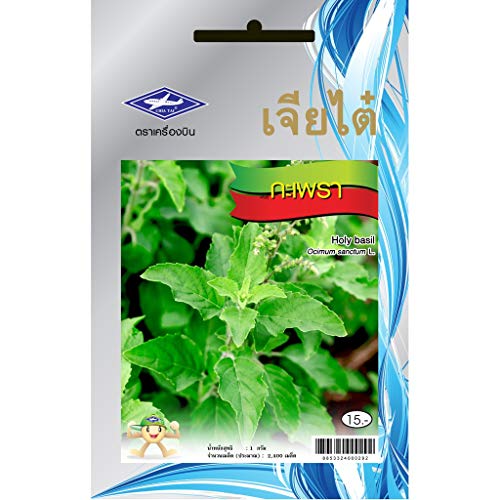 Holy Basil (2400 Seeds) Seeds - 1 Package from Chia Tai, Thailand