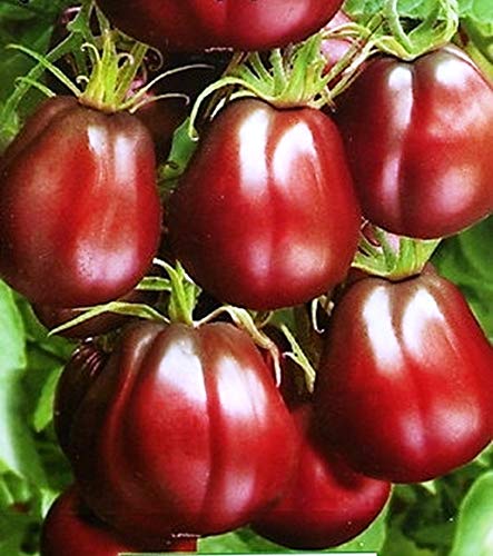 CEMEHA SEEDS - Black Truffle Tomato Japanese Determinate Non GMO Vegetable for Planting