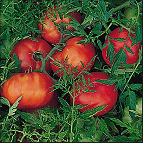 Silvery Fir Tree Heirloom Tomatoes