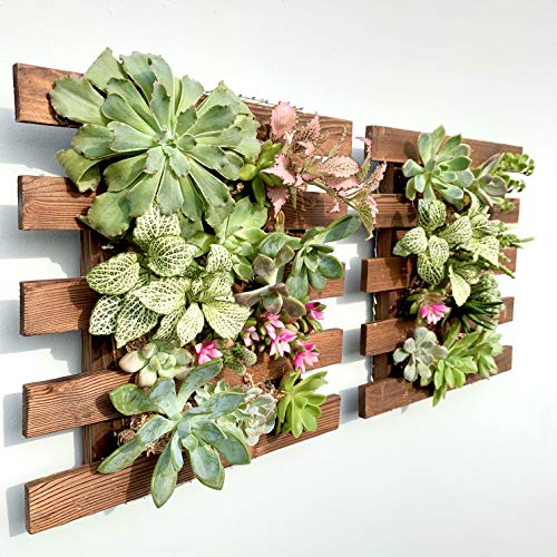 ShopLaLa Wall Planter - 2 Pack Wooden Hanging Succulent Wall Decor, Live Air Plants Orchids Wall Mounted Holder Frame Display for Indoor Outdoor, Living Plant Wall Decor Balcony Garden 11.4" (29cm)