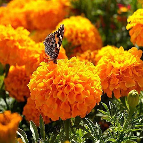 200 Pcs Mixed African Marigold Seeds Plant Fresh Garden Seeds, Gardeners Choice!（Mixed Color）