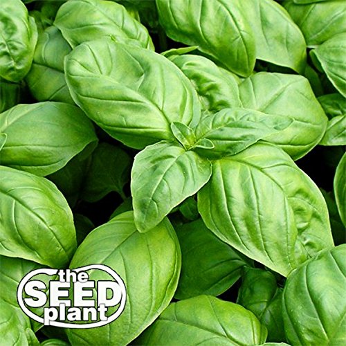 Large Leaf Italian Basil Seeds - 1000 Non-GMO Seeds