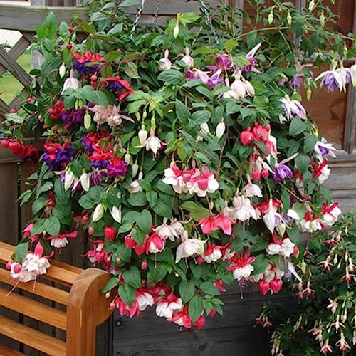 CHUXAY GARDEN 100 Seeds Mix Fuchsia Flower Seed Popular Ornamental Houseplant Perfect for Hanging Basket and Containers Spectacular Display