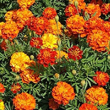 Marigold Seeds for Planting French Marigold Flower Seeds Mix - About 500 Seeds