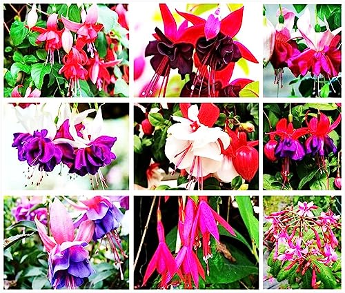 Fuchsia Flower Seeds Perennial Home Bonsai Multi Colored -100 Pcs Seeds
