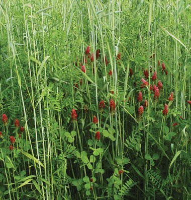 David's Garden Seeds Cover Crop Fall Green Manure DGS2613A (Multi) Open Pollinated One Pound Package