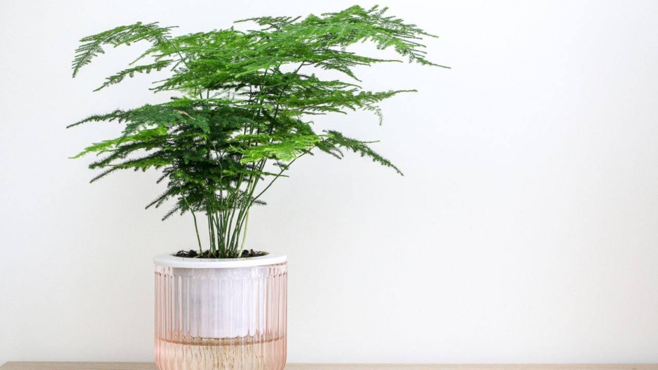 A beautiful Asparagus Setaceus plant (also known as Asparagus Fern) on a wooden surface, decorating the home interior