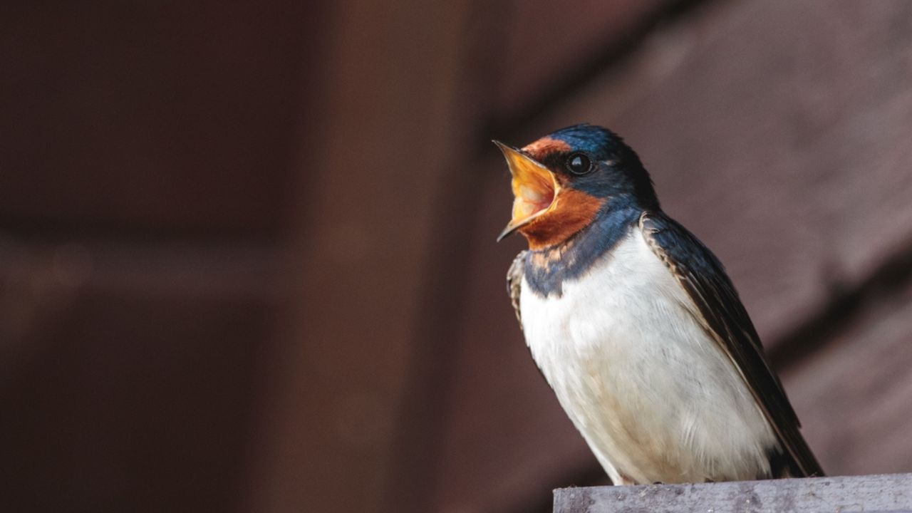 A close-up shot of a barn swallow with an open beak