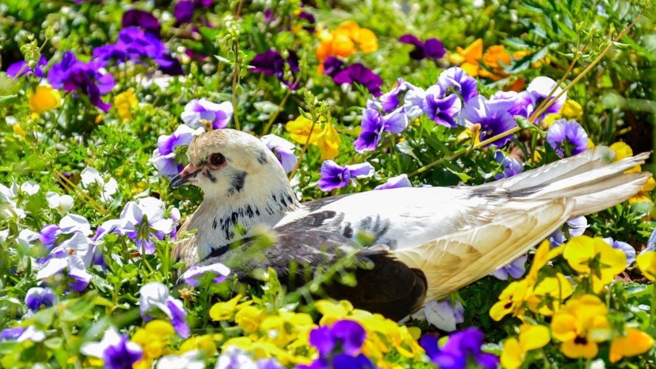 A dove resting in the garden