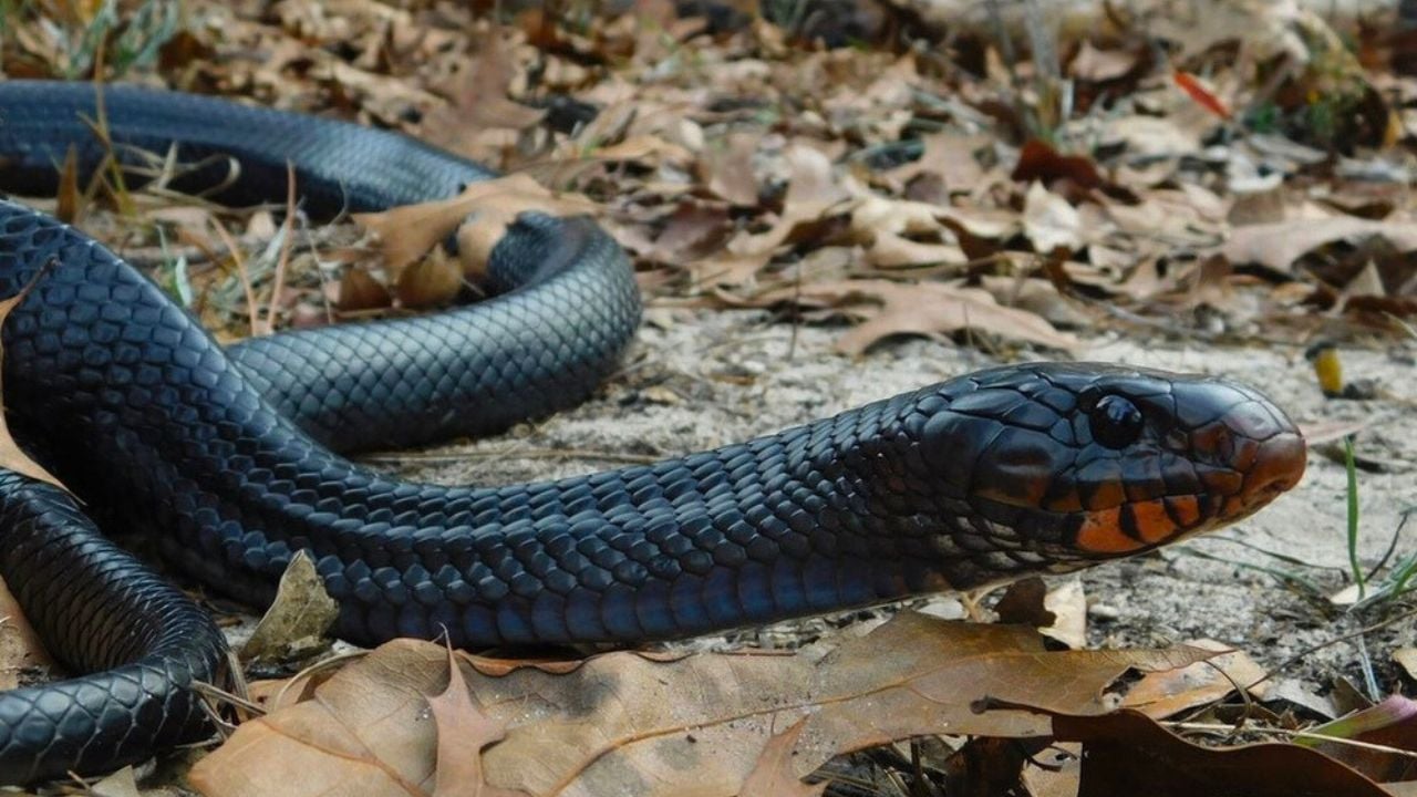A dragon amidst the pines Drymarchon couperi, the Eastern Indigo snake.