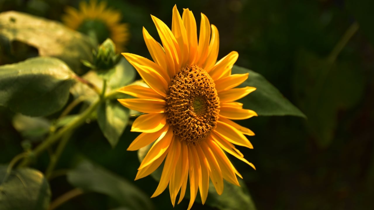 A fully bloomed sunflower at a nursery