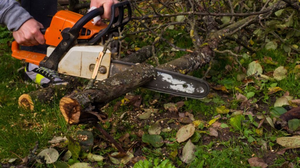 A man was drinking a tree with a chainsaw. removes plantings in the garden from old trees, harvests firewood. 