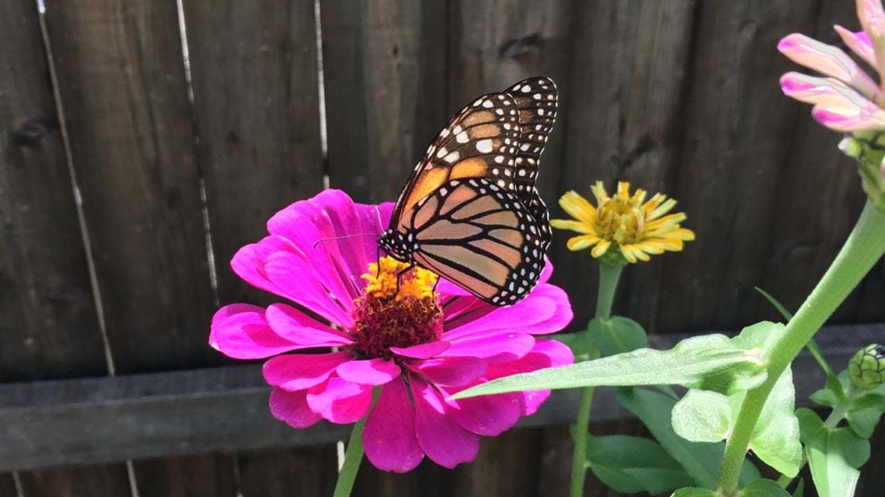 A Monarch butterfly standing on a pink zinnia