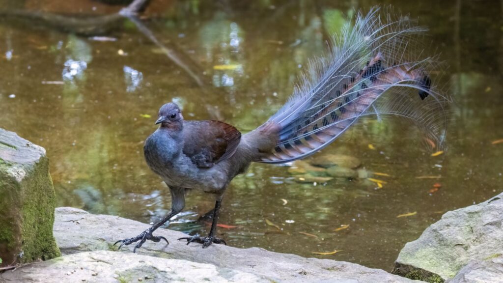 A superb lyrebird, Menura novaehollandiae, by a river in Victoria, Australia