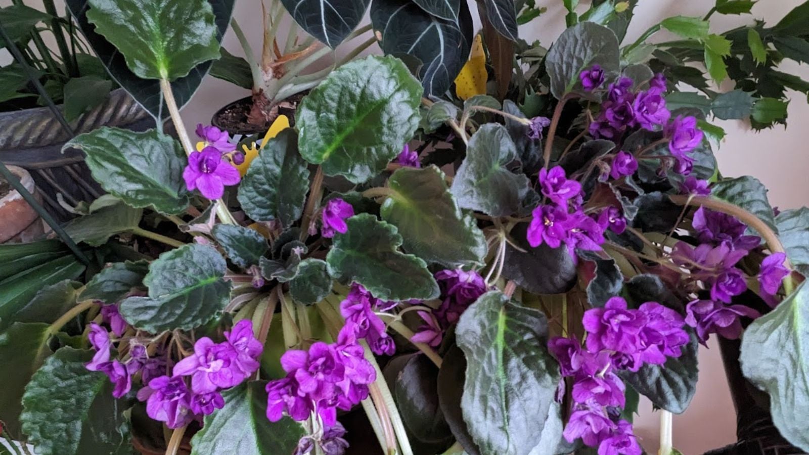 Gorgeous purple African violets in bloom.
