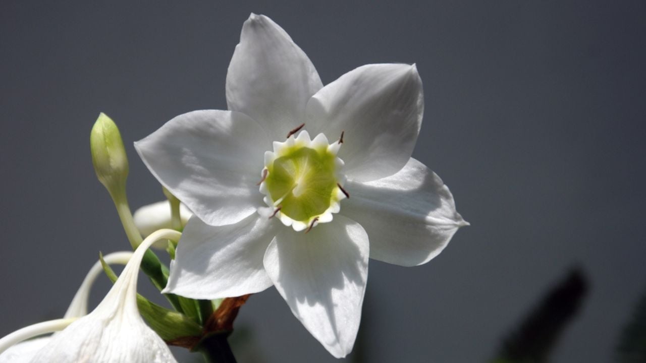 Amazon Lily Eucharis amazonica ucharis, grandiflora. White Flower. a beautiful plant.