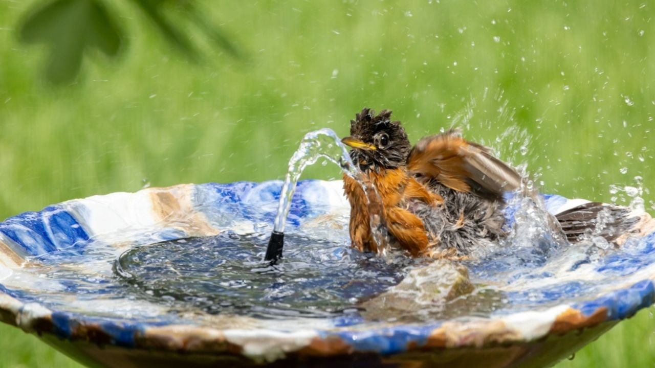 American Robin taking a bird bath in fountain on hot summer day