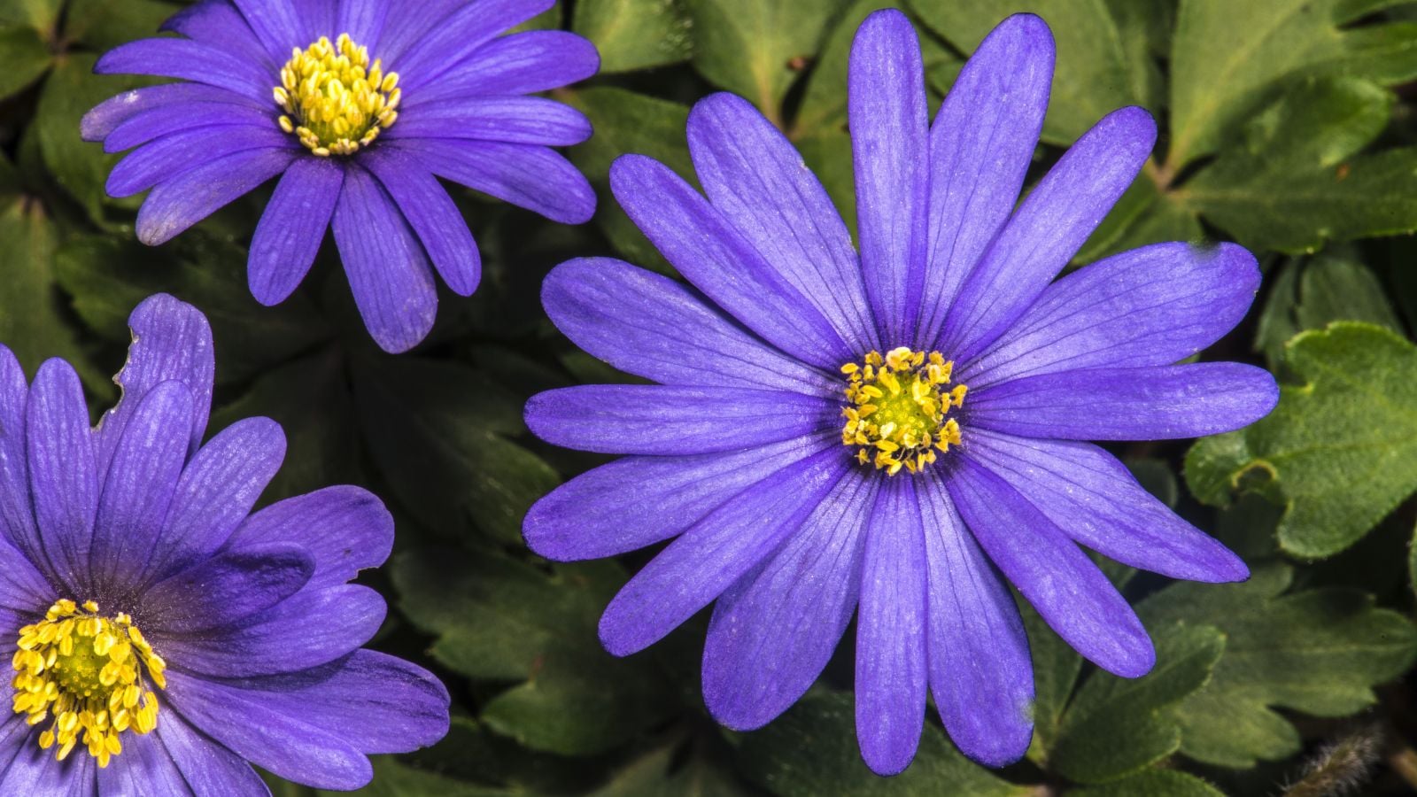 Balkan anemone flower. 