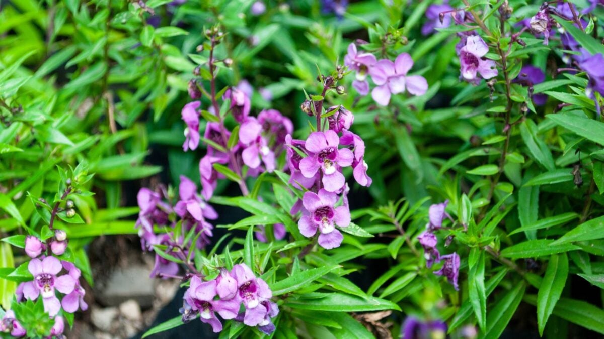 Angelonia flowers. 