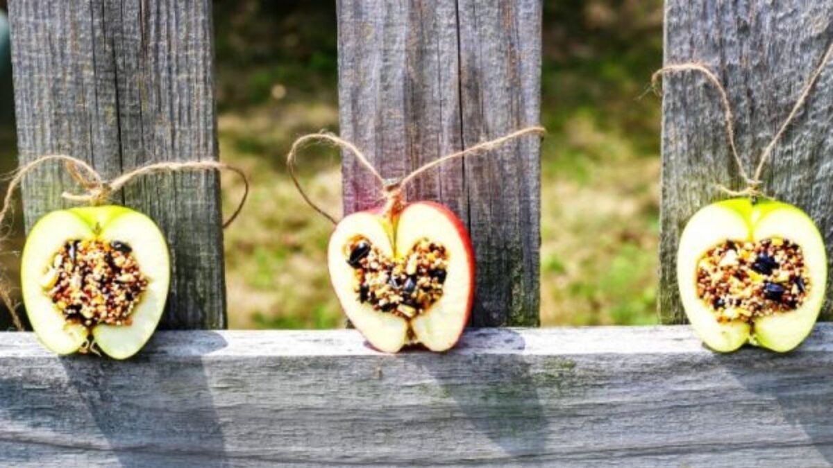 Apples filled with bird seed. 