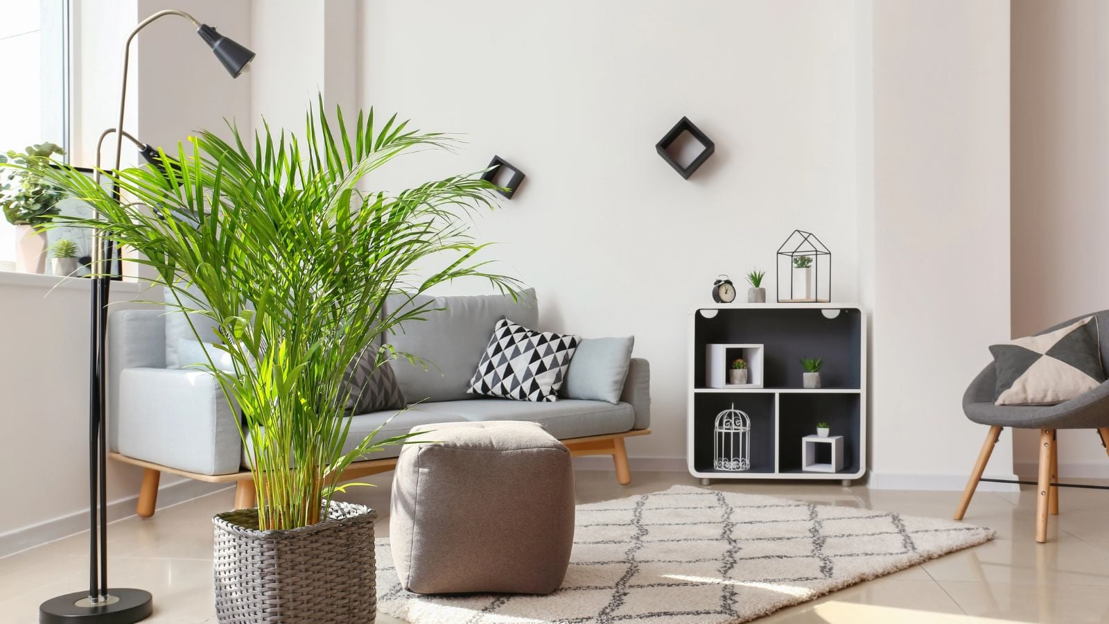 areca palm in a living room.