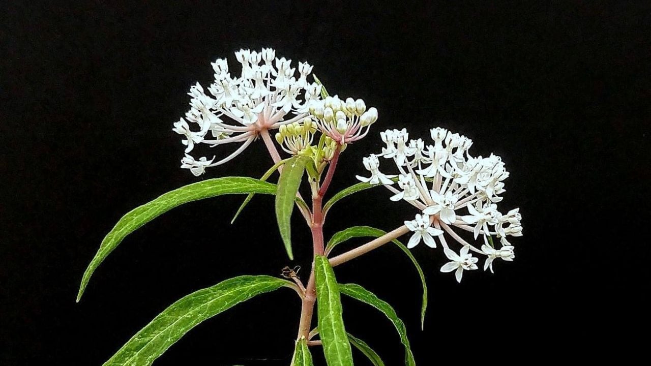 Asclepias perennis