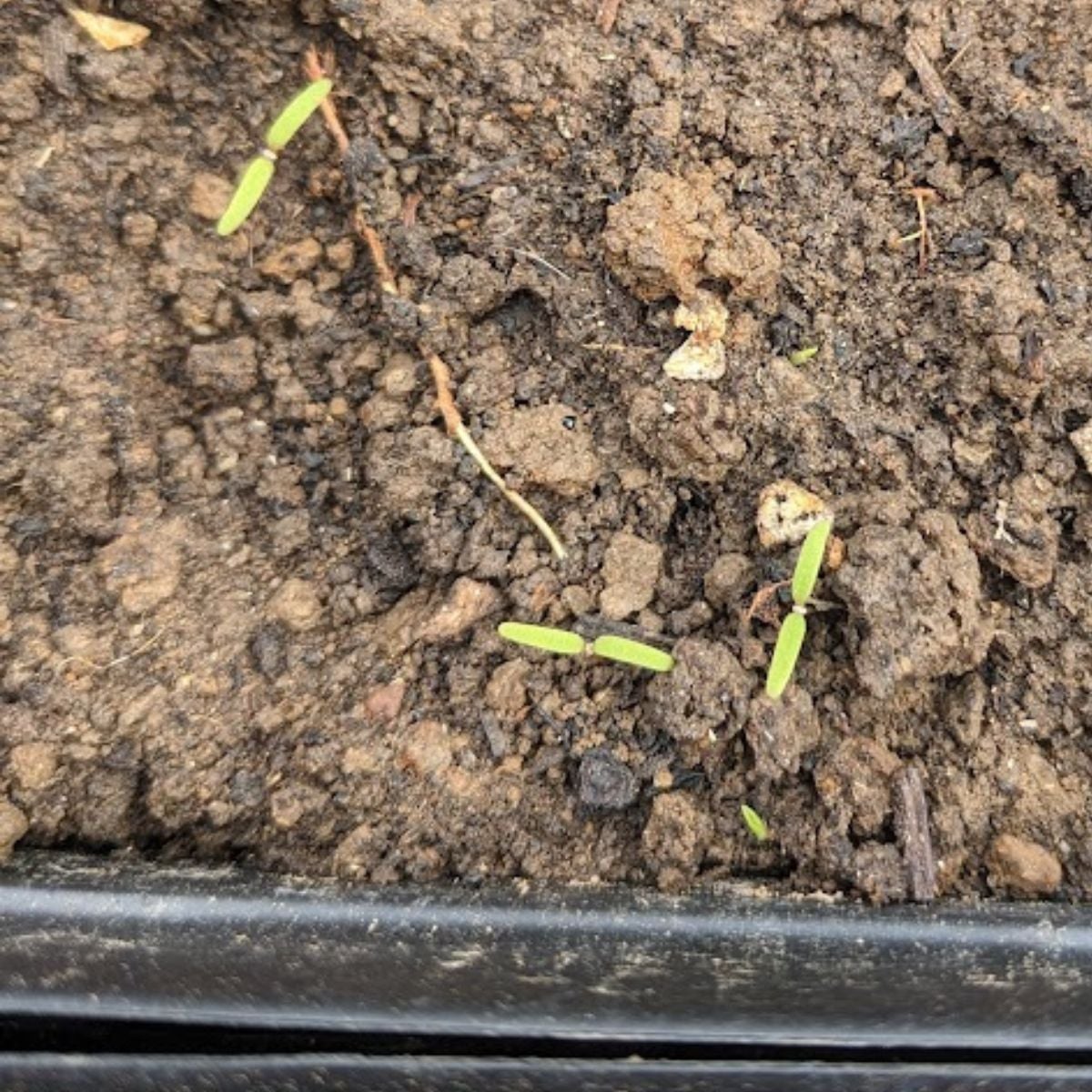 Baby tomato seedlings.