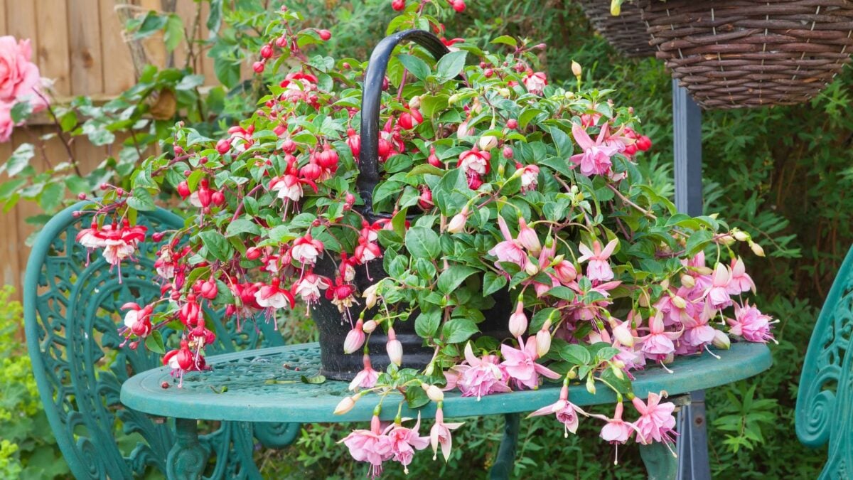 A basket of cascading fuchsia flowers. 