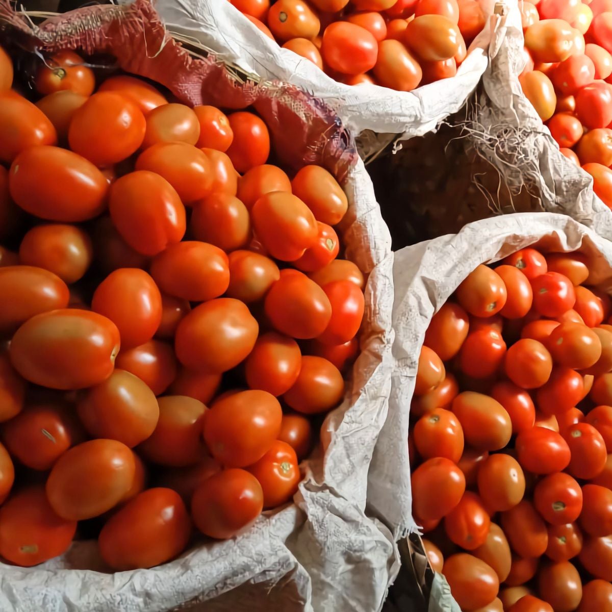 Many baskets of freshly picked tomatoes.