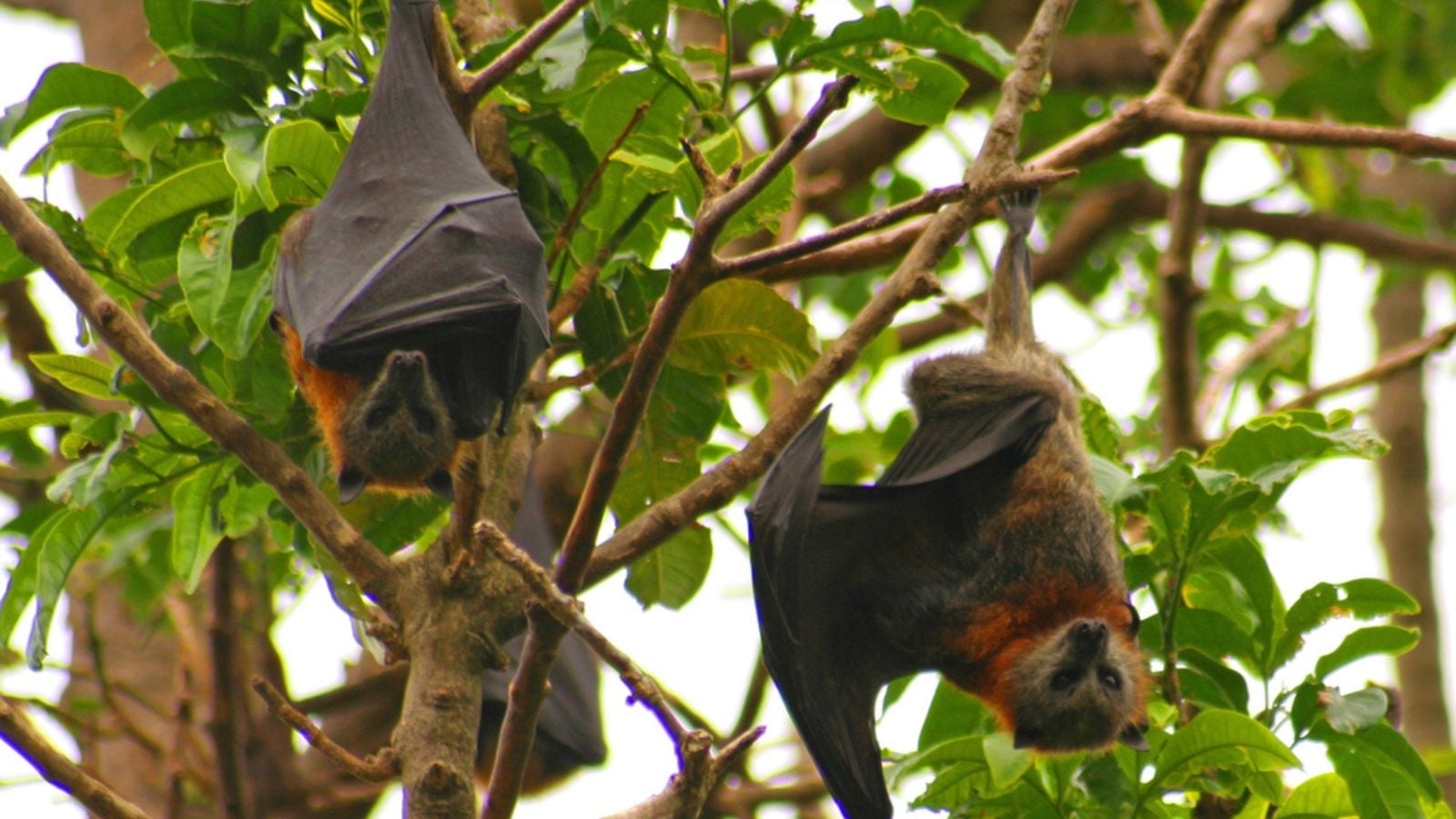 bats are blind