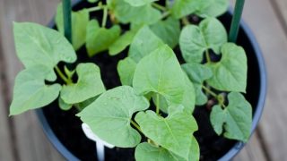 Bean seedlings growing in a container