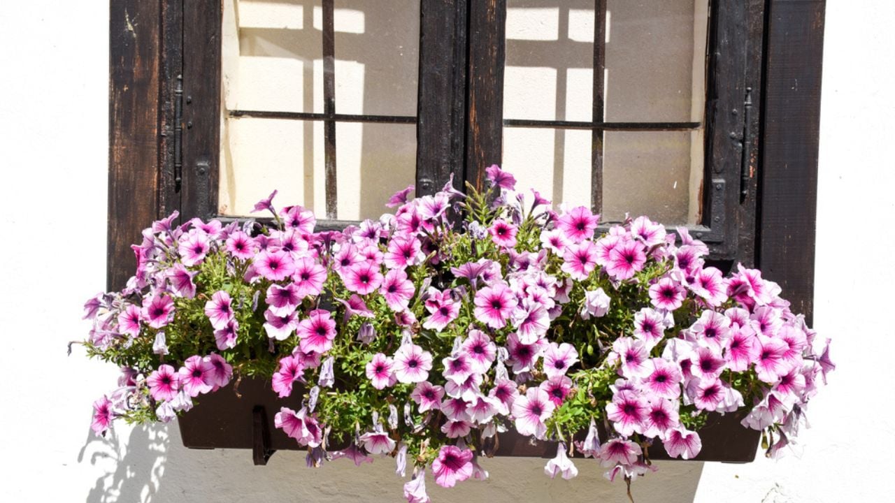Beautiful blooming petunia flowers in window boxes on a nice summer day