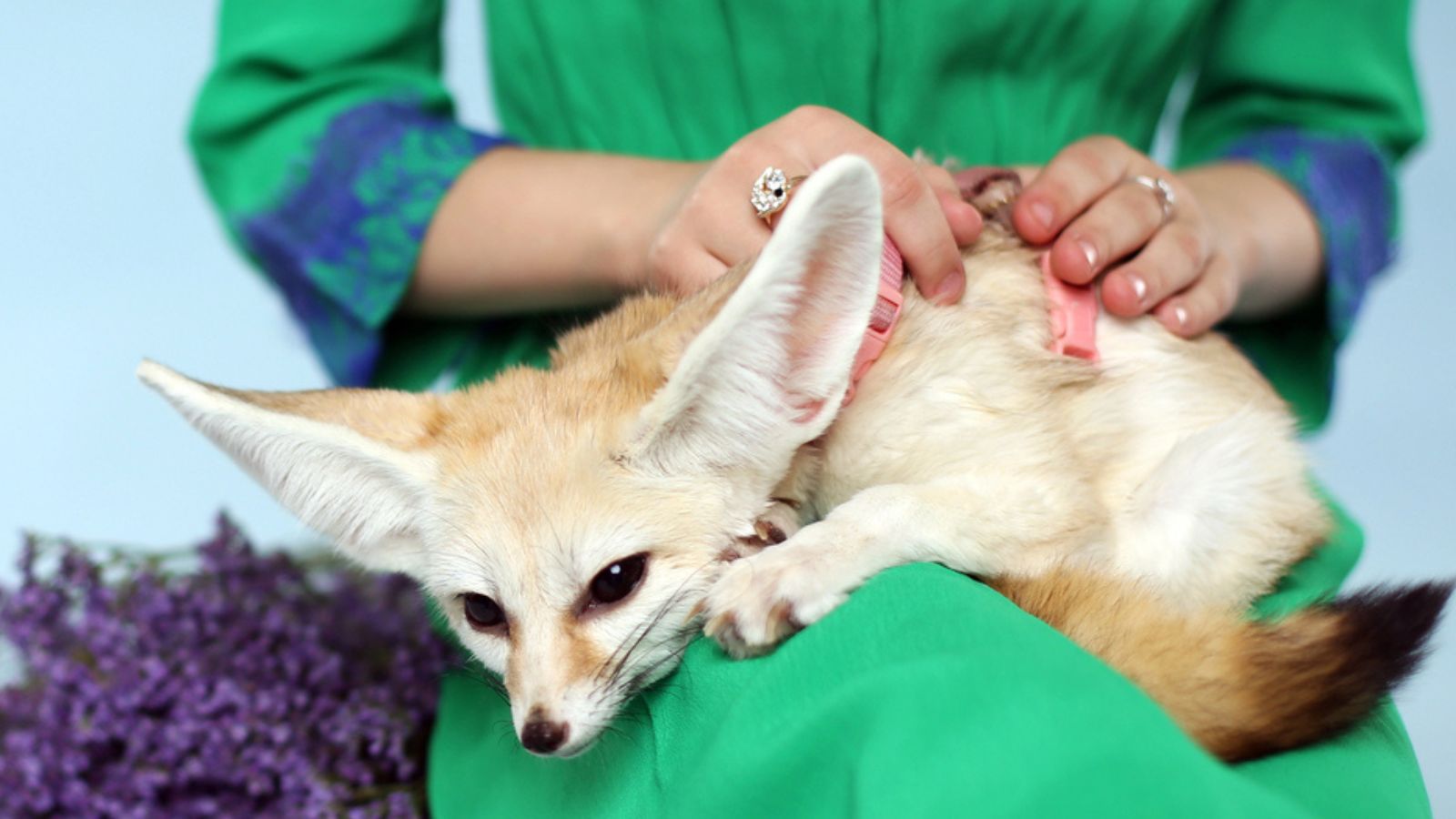 Beautiful girl with Fennec fox