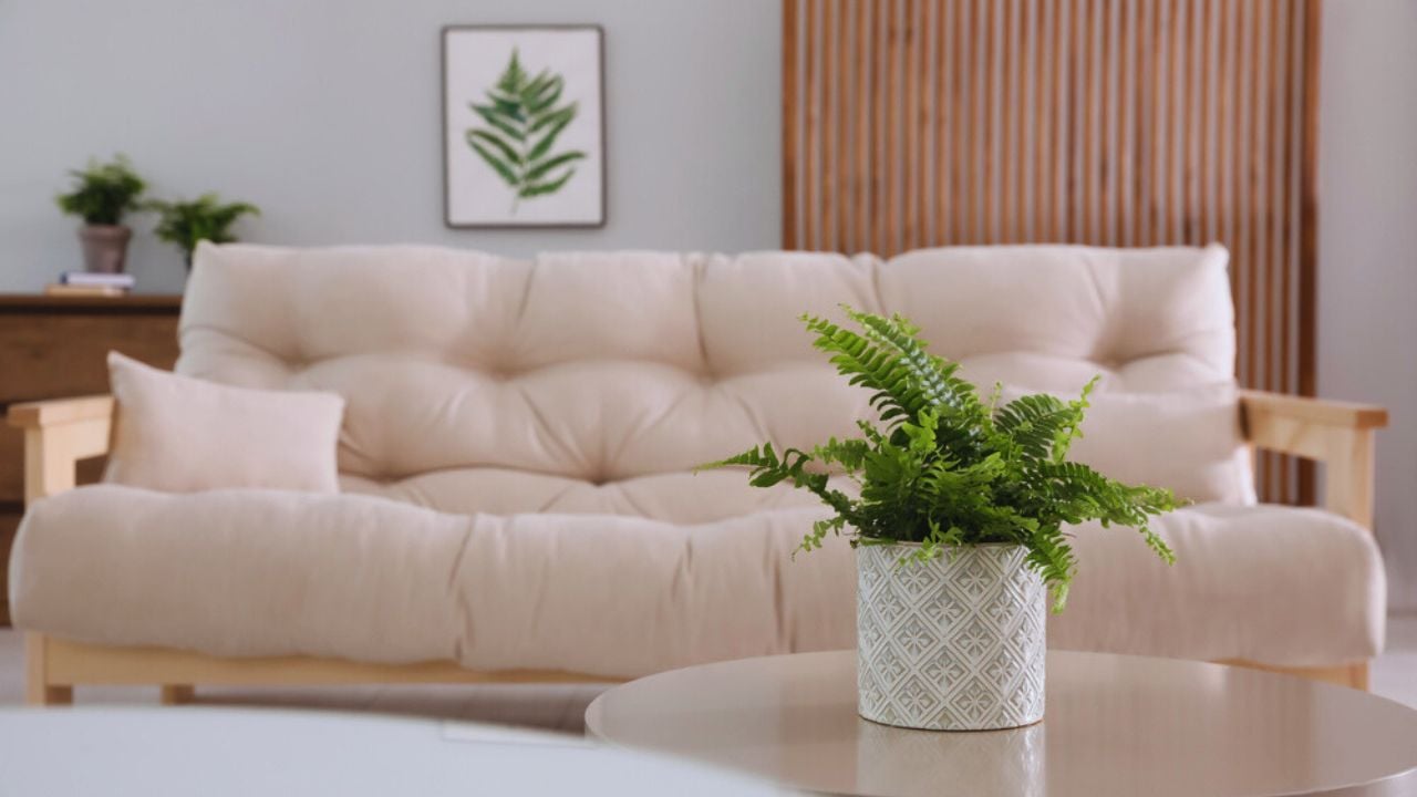 Beautiful potted fern on table in living room. Space for text. Boston fern