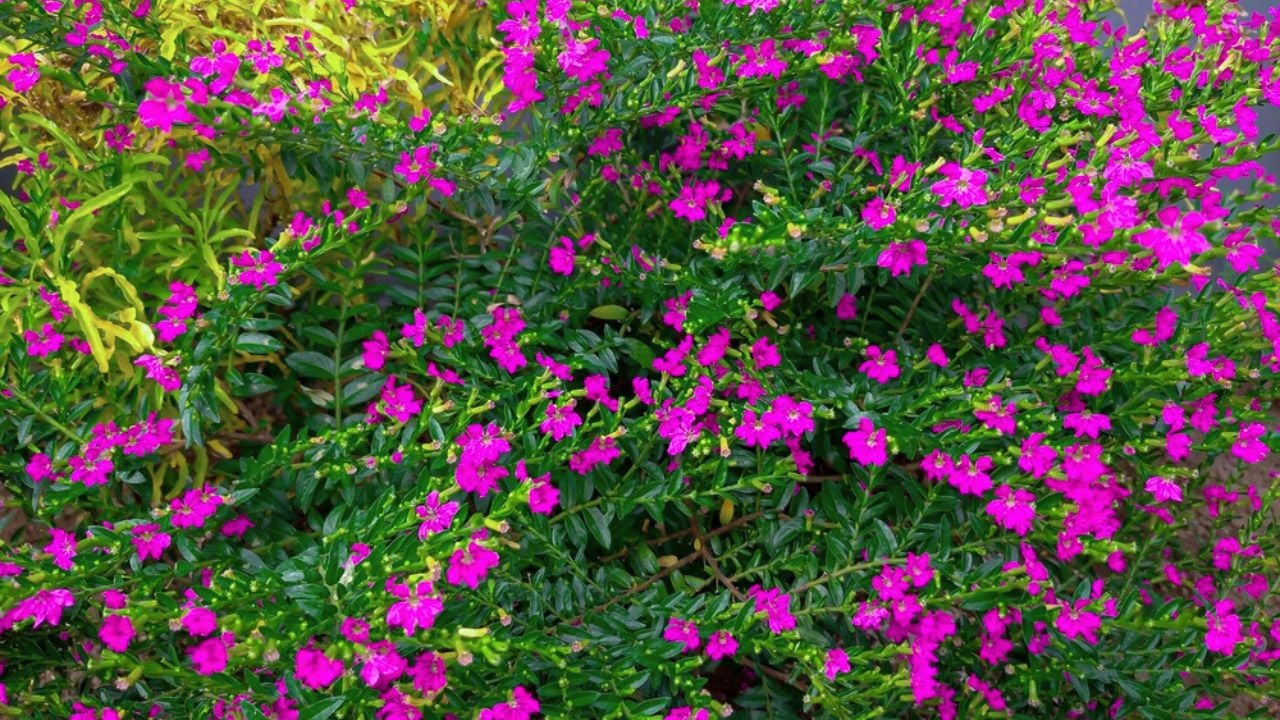 Beautiful Taiwan Beauty flower or Cuphea hyssopifolia