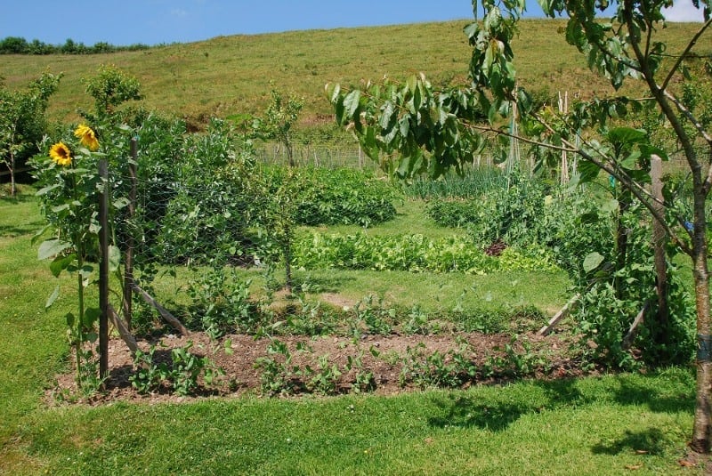 Small garden beds for easy weeding