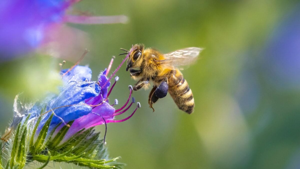 closeup of a bee flying to a purple flower. 