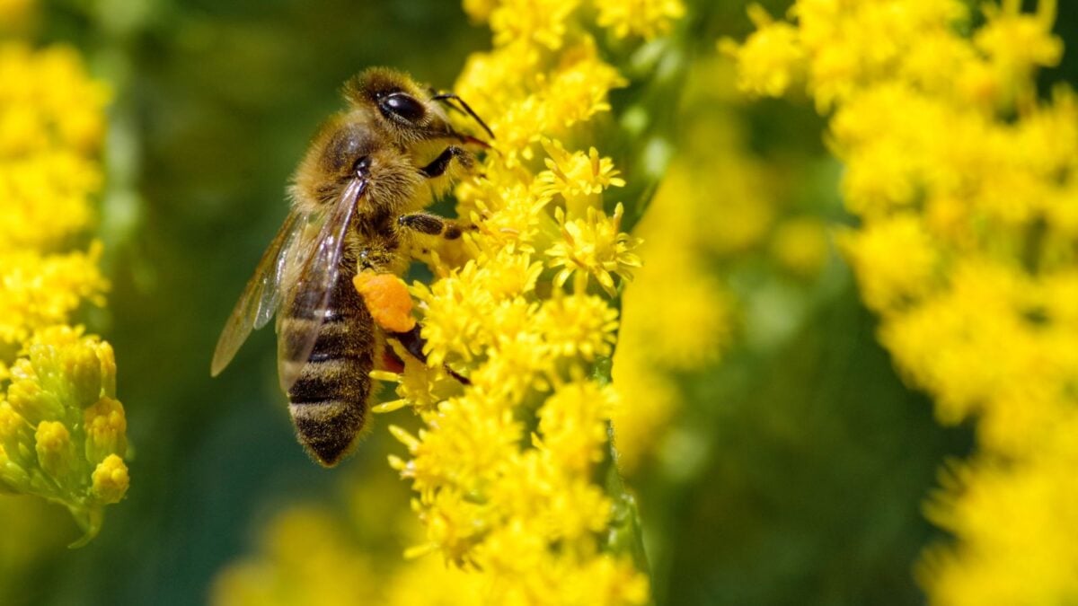 closeup of a bee on goldenrod flower.