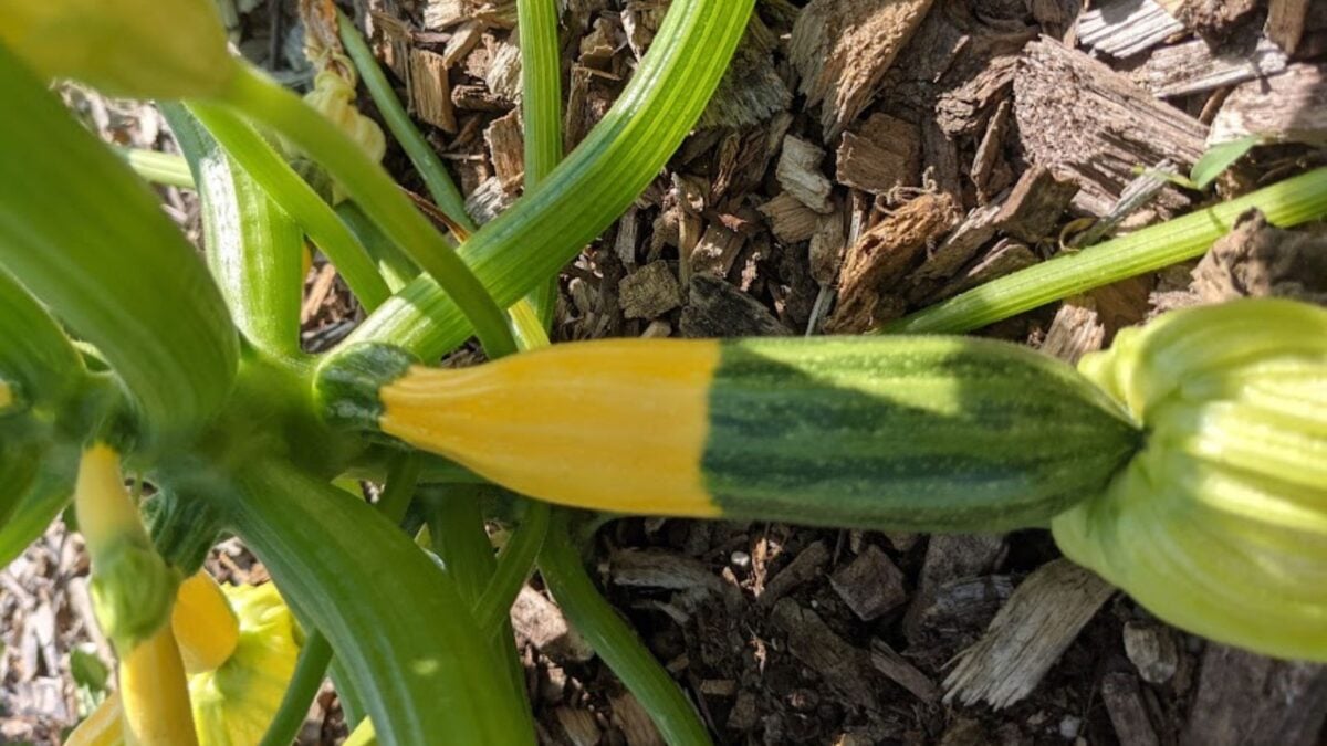 bi-color zucchini in the garden. 