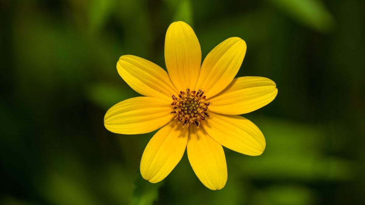 Tickseed sunflower.