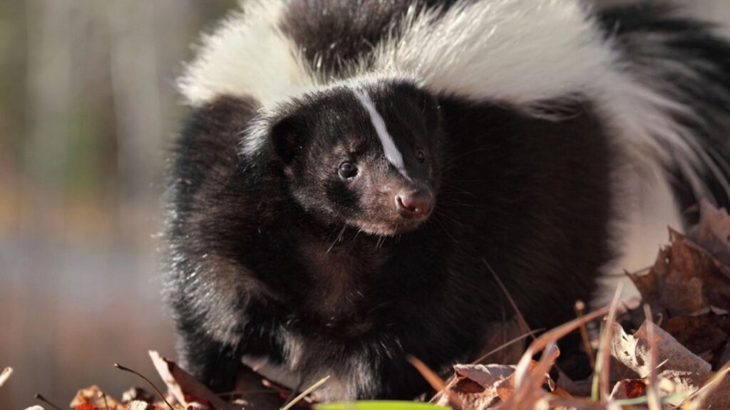 Big skunk in nature