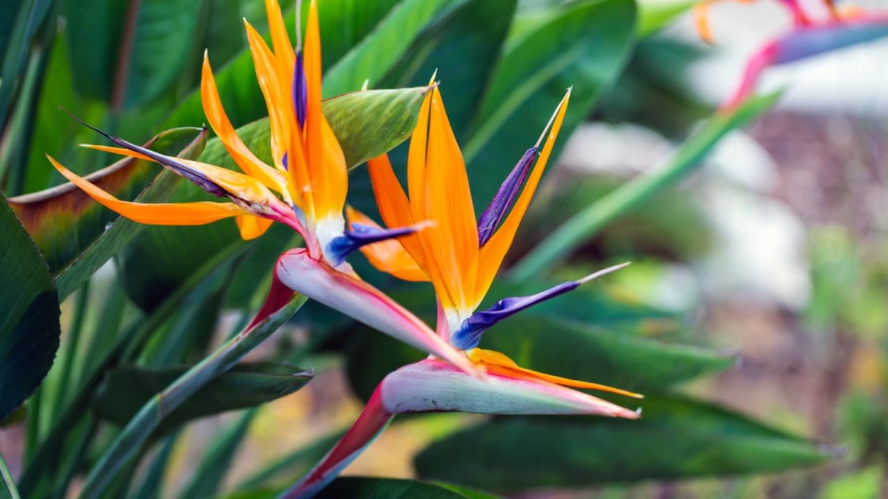 Bird of Paradise Flower in a Nature Garden, Abstract. Macro, shallow depth of field, texture background, flower close-up.