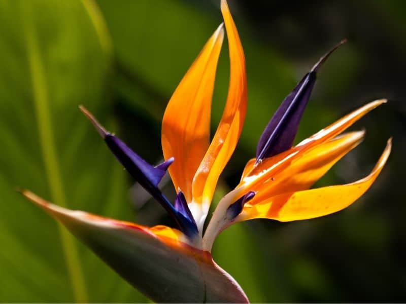 Bird of Paradise
